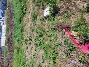 Pantelimon Lac - imagine 4