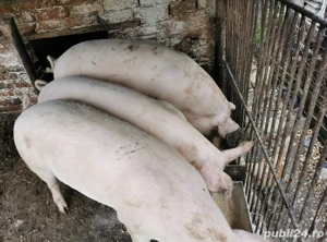 Pulpă de porc de vanzare - imagine 2