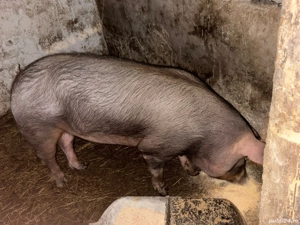 Pentru sacrificare un mascul si 2 femele de duroc pur