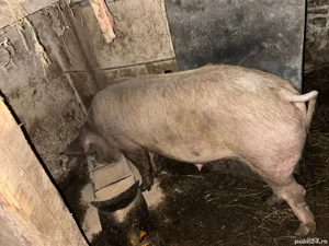 Pentru sacrificare un mascul si 2 femele de duroc pur - imagine 3
