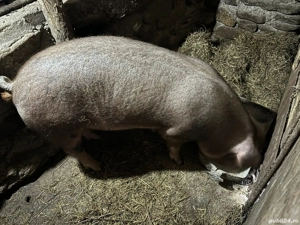 Pentru sacrificare un mascul si 2 femele de duroc pur - imagine 2