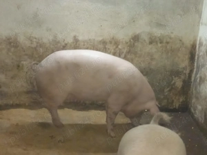 Vând scroafa gestanta