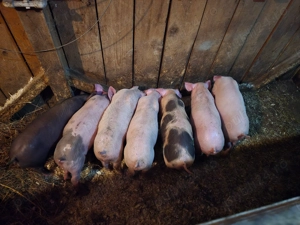 Purcei bine crescuti(bio)