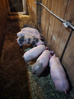 Purcei bine crescuti(bio) - imagine 2