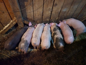 Purcei bine crescuti(bio) - imagine 3