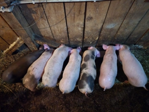 Purcei bine crescuti(bio) - imagine 4