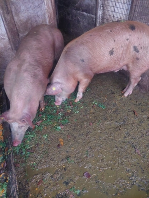 Vand 2 porci! - imagine 4