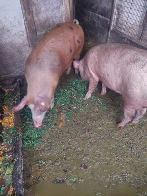 Vand 2 porci!