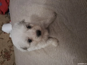 bichoni 2 fetite - imagine 3