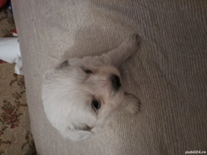 bichoni 2 fetite - imagine 2