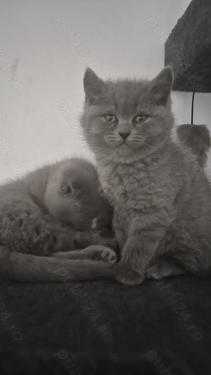 British  scotish - imagine 4