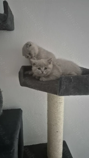 British  scotish - imagine 3