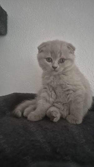 British  scotish - imagine 2