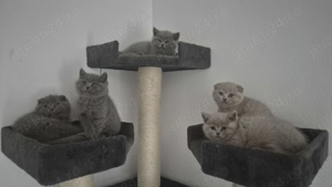 British  scotish - imagine 5