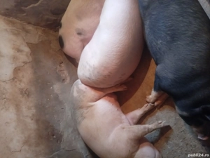 porci de vanzare 