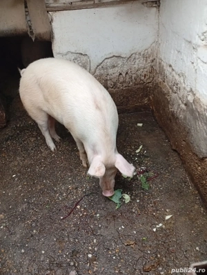 Vând porc 150-160kg - imagine 2