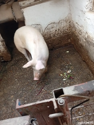 Vând porc 150-160kg