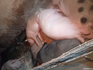 porci de vanzare  - imagine 3