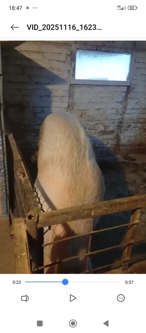 porc de vanzare - imagine 3