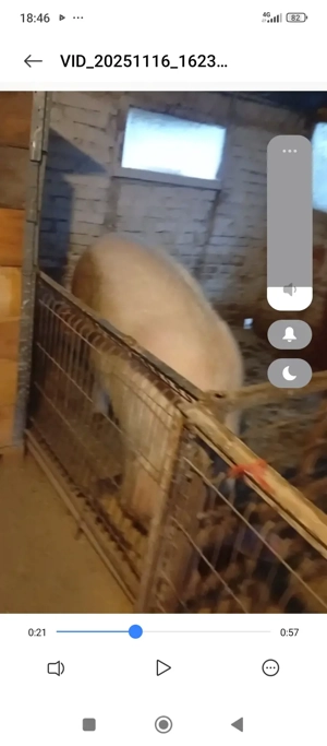 porc de vanzare - imagine 2