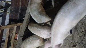 De vanzre  - imagine 3