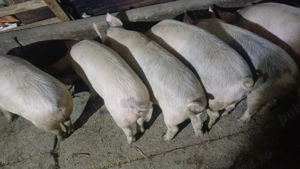 De vanzre  - imagine 4