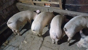 De vanzre  - imagine 2