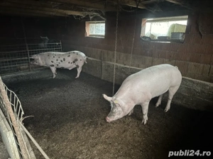 Porci de vanzare 