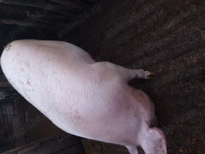 Vindem două grăsune de aproximativ 190 200 kg