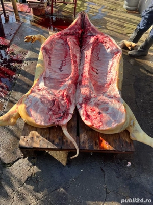 porci de vanzare - imagine 3