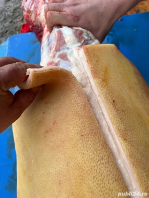 porci de vanzare - imagine 2