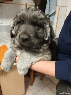 Pui Ciobanesc Caucazian