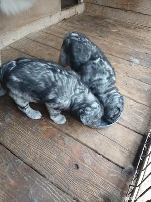 Pui Ciobanesc Caucazian - imagine 2