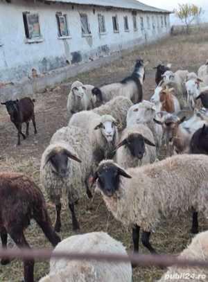 Carlani de vanzare - imagine 2