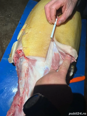 porci de vanzare - imagine 4