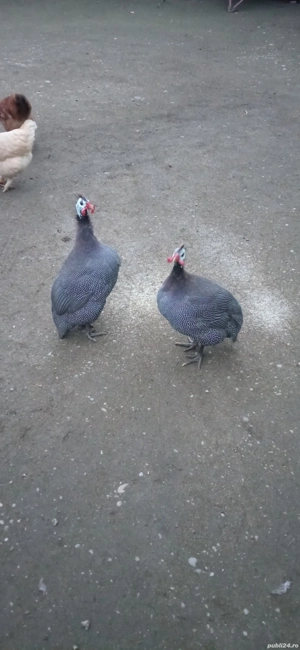 Rațe și bibilici  - imagine 2