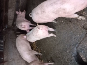 Vánd porci 80-110 hg - imagine 2