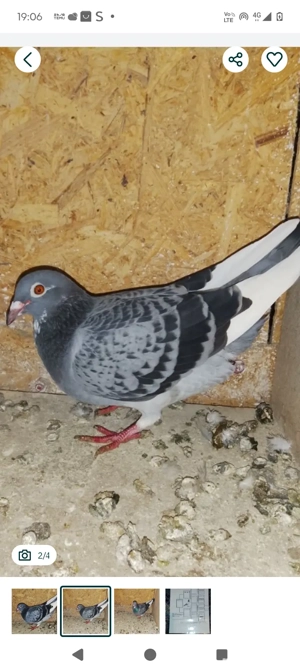 femela porumbei  - imagine 3