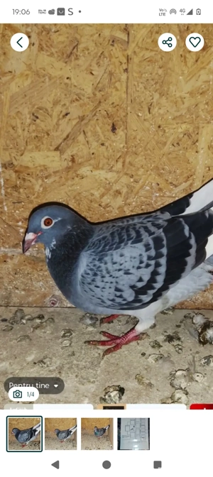 femela porumbei  - imagine 2