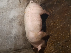 Porci de vanzare