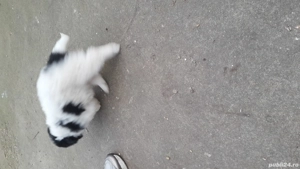 Dau două cățelușe  - imagine 4