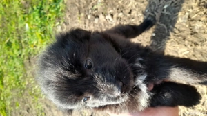 Dau două cățelușe  - imagine 2