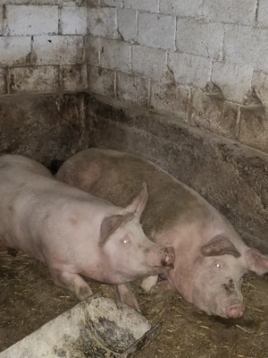 2 porci de vânzare între 130 si 190 kg preț negociabil mascul si femela  - imagine 2