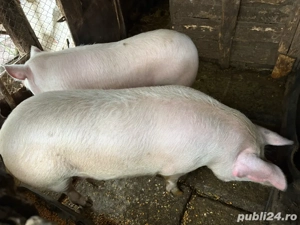 Porc de vanzare - imagine 2