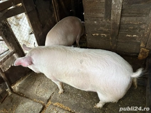Porc de vanzare - imagine 3