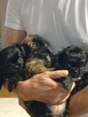 Pekinez -Rasa Pura  - imagine 3