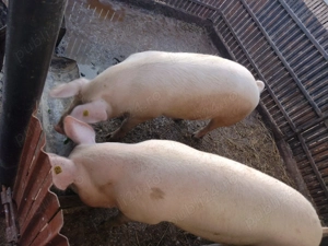 Porci de țară crescuți natural - imagine 3