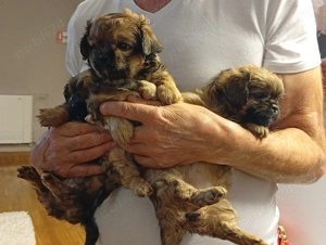 Pechinezi mici de rasă pura-Pekingez Imperial -portocaliu și negru - imagine 3