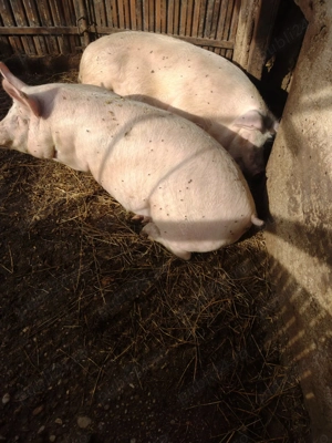 Porci de țară crescuți natural