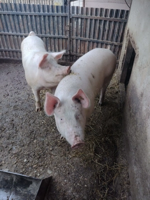 Porci de țară crescuți natural - imagine 2